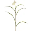 Rutelilje stilkblomst