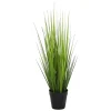 Ås gress potteplante