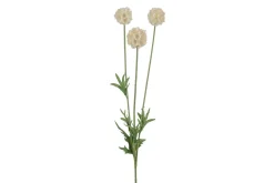 Scabiosa stilkblomst