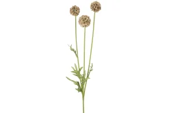 Scabiosa stilkblomst