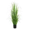 Son gress potteplante