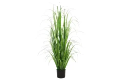 Son gress potteplante