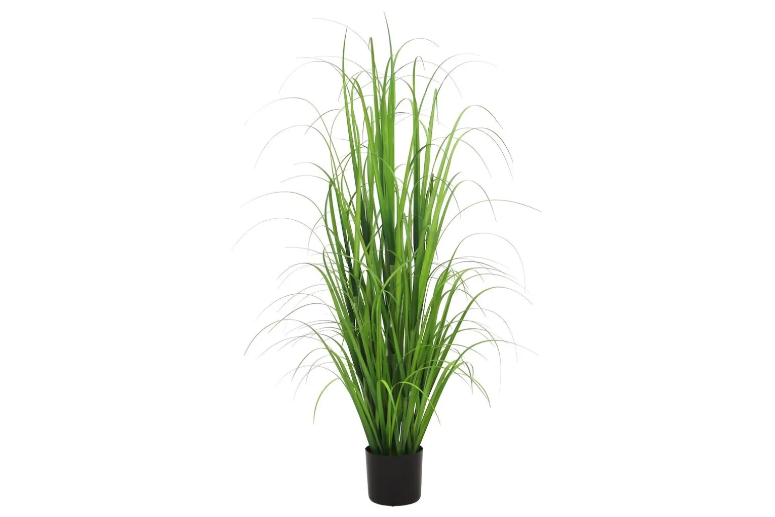 Son gress potteplante
