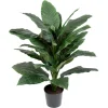 Spathifyllum potteplante
