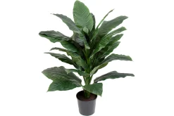 Spathifyllum potteplante