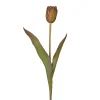 Tulipan stilkblomst