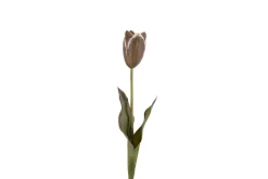 Tulipan stilkblomst