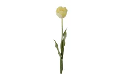 Tulipan stilkblomst