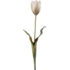Tulipan stilkblomst