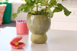 Viola potte