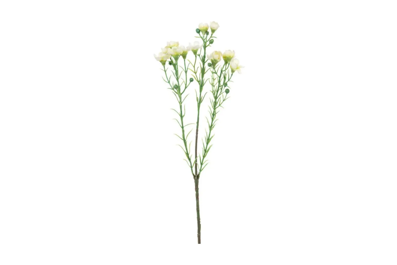 Voksurt stilkblomst