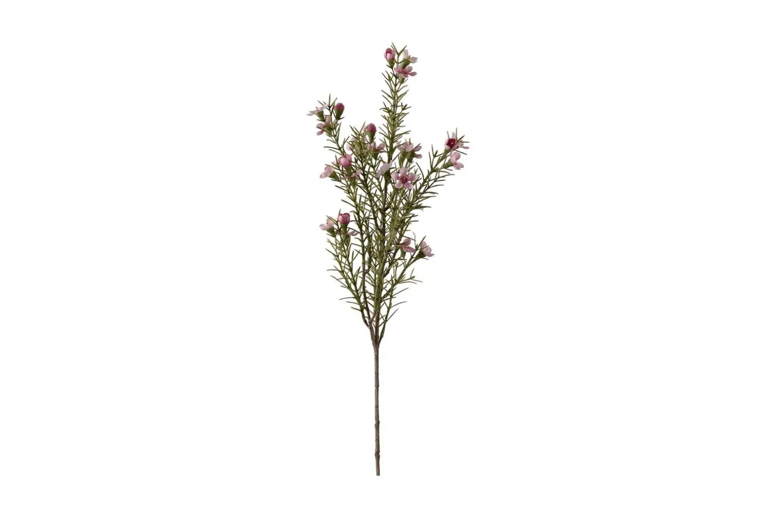 Voksurt stilkblomst